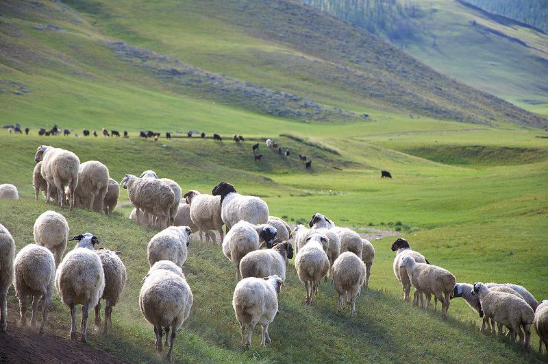  Im Jahr 2020 werden 44,64% der 67,1 Millionen Tiere in der Mongolei Schafe sein, ökologisch und umweltfreundlich, 100% regenerativ.  