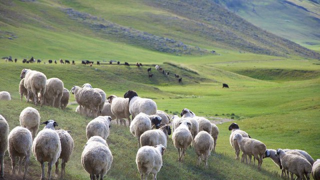  Im Jahr 2020 werden 44,64% der 67,1 Millionen Tiere in der Mongolei Schafe sein, ökologisch und umweltfreundlich, 100% regenerativ.  