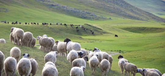  In 2020, 44.64% of 67.1 million livestock in Mongolia is sheep, Ecological and environmentally friendly, 100% regenerative. 